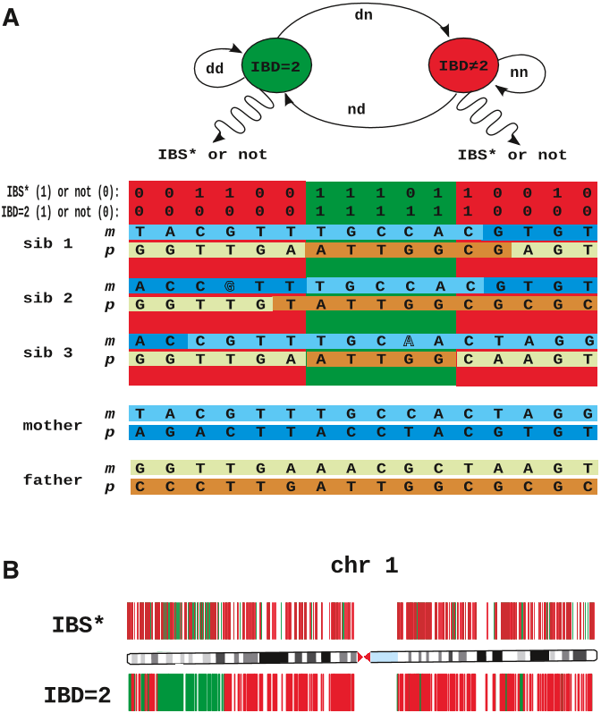 Identity-by-descent filtering of exome sequence data 